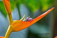 /album/natuur-aruba/heremietkreeft-in-bloem-jpg/